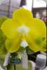Phal. Joy Spring Canary Japan Peach